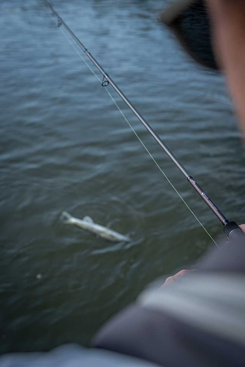 Rod Fox Rage Warrior Zander Jig} 2,40 m